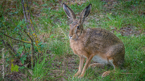 Fototapeta Naklejka Na Ścianę i Meble -  Portrait of a big brown hare with long ears and tall paws at green grass background, closeup