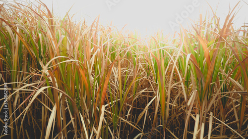Closeup toned photo of high grass on dry field at autumn