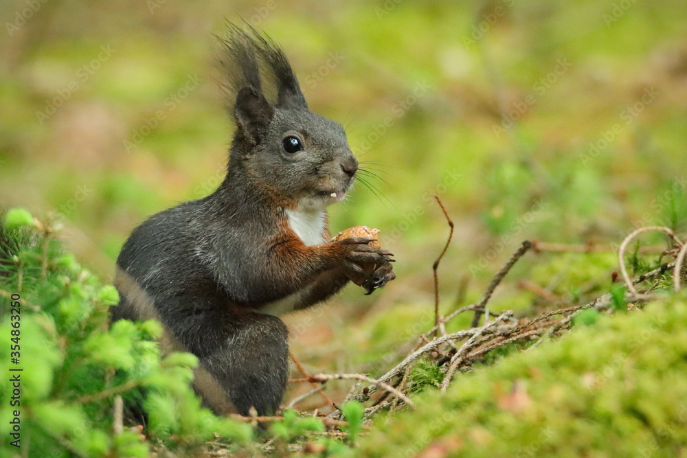 Eichhörnchen (Sciurus vulgaris) 
