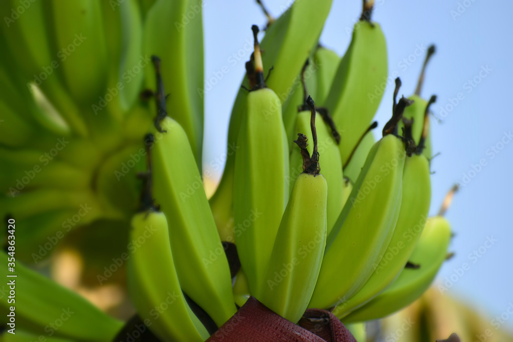 bunch of bananas bunch of bananas