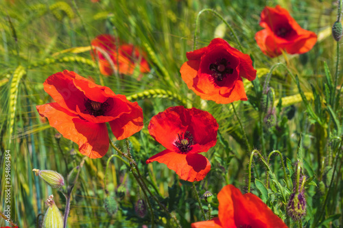 Nahaufnahme von rot blühendem Klatschmohn in einem Getreidefeld an einem sonnigen Tag