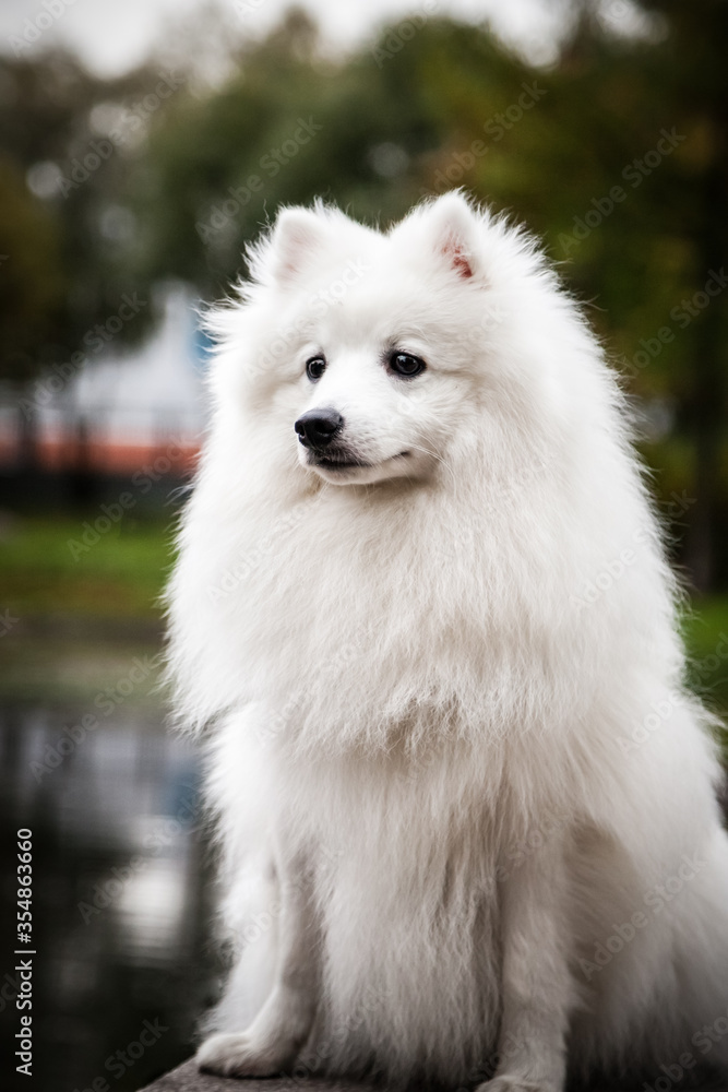 White furry Japanese Pomeranian sits in the Park