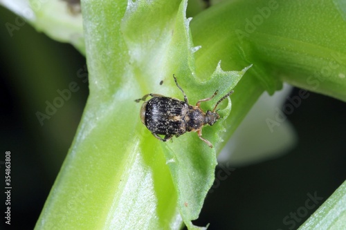 Bruchus rufimanus commonly known as the broad bean weevil, broad bean beetle, or broad bean seed beetle on broad bean plant  photo