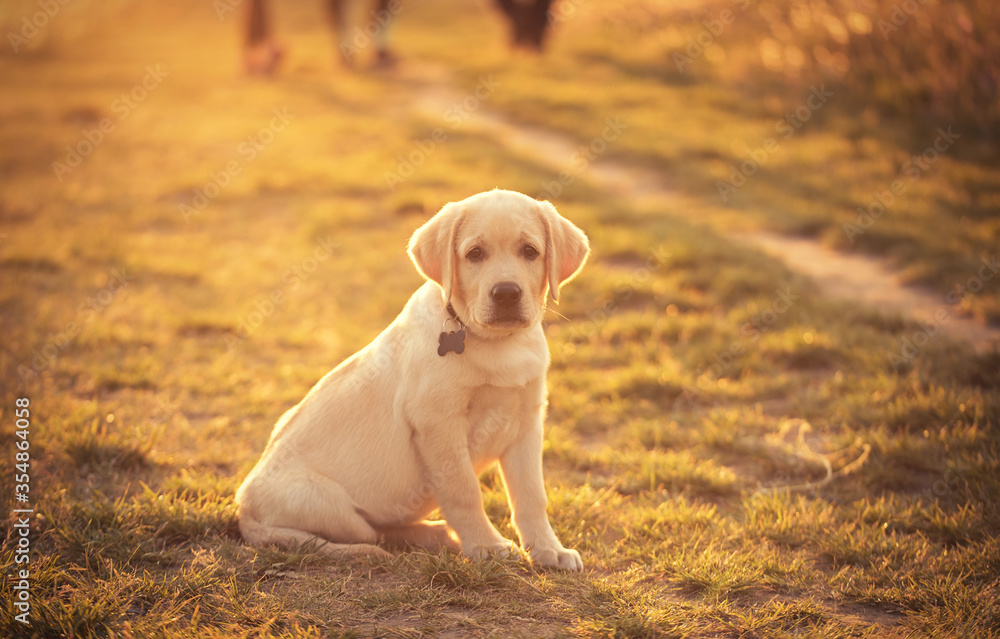 Labrador retriever dog in sunset