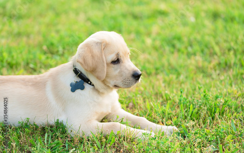 Labrador retriever portrait in the green