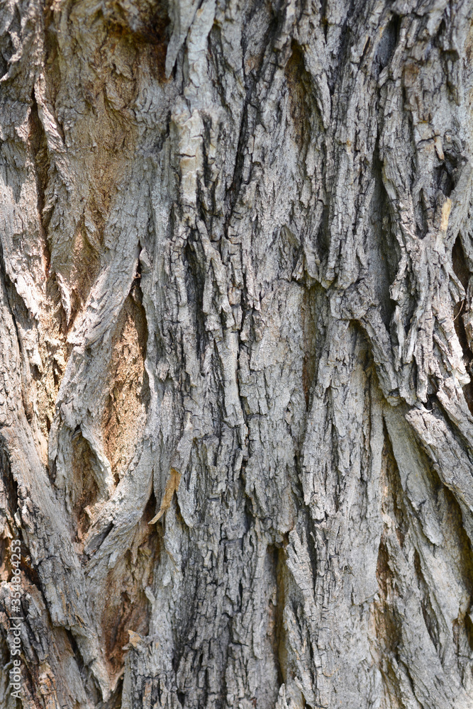 Black locust