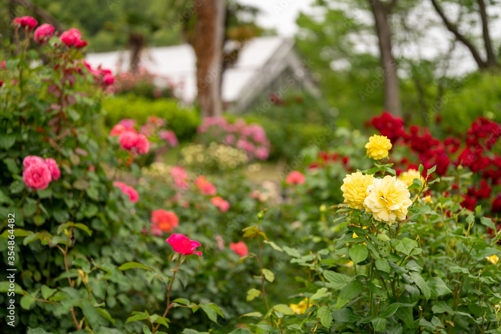 色取り取りの薔薇