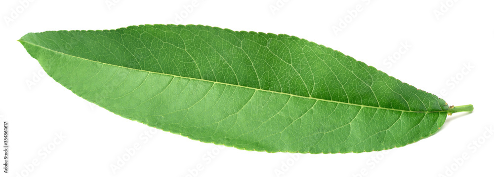 Obraz premium fresh peach leaf isolated on white background