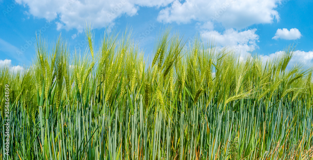 Panoramic closeup view of beautiful farm landscape of green wheat field at sunny day and blue sky with clouds, details
