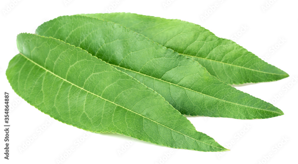 Obraz premium fresh peach leaves isolated on white background