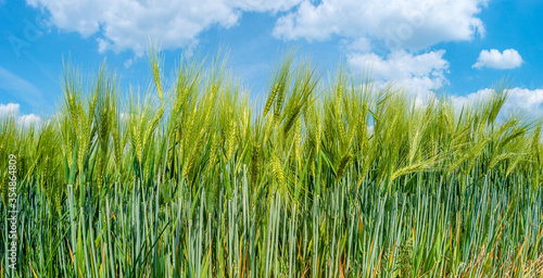 Panoramic closeup view of beautiful farm landscape of green wheat field at sunny day and blue sky with clouds, details