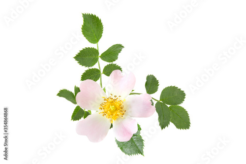 Rose hips (Rosa canina) flower and green leaves isolated on a white background.