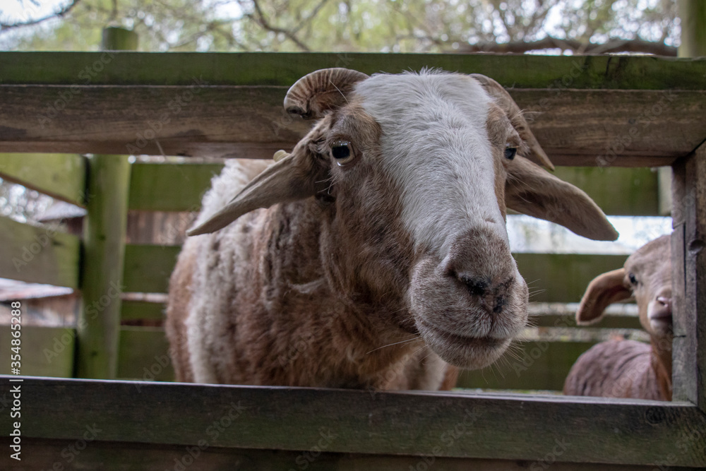 Fototapeta premium Farm yard goats at a petting zoo in a famous tourist attraction, Christchurch, New Zealand.