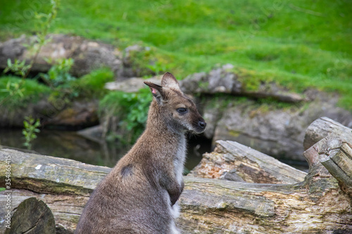 Wallaby standing on the open field in christchurch zoo in south island of new zealand. Spaces for your text.