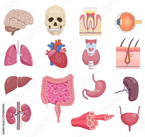 Internal human anatomy organ icon set. Vector illustrations.