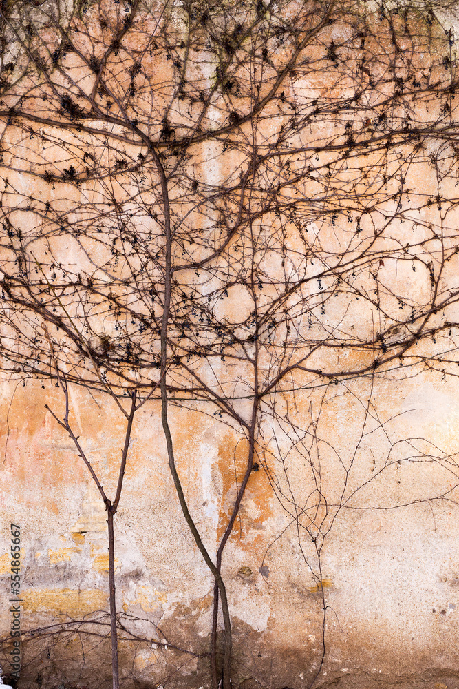 Dry trunks and branches creeping rasteniyya, without ivy leaves on an old stone wall, draws a strict picturesque creative arnamentom. As background for design Dry trunks and branches creeping rasteniyya, without ivy leaves on an old stone wall, draws a strict picturesque creative arnamentom. As background for design