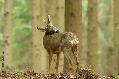 Rehbock (Capreolus capreolus)