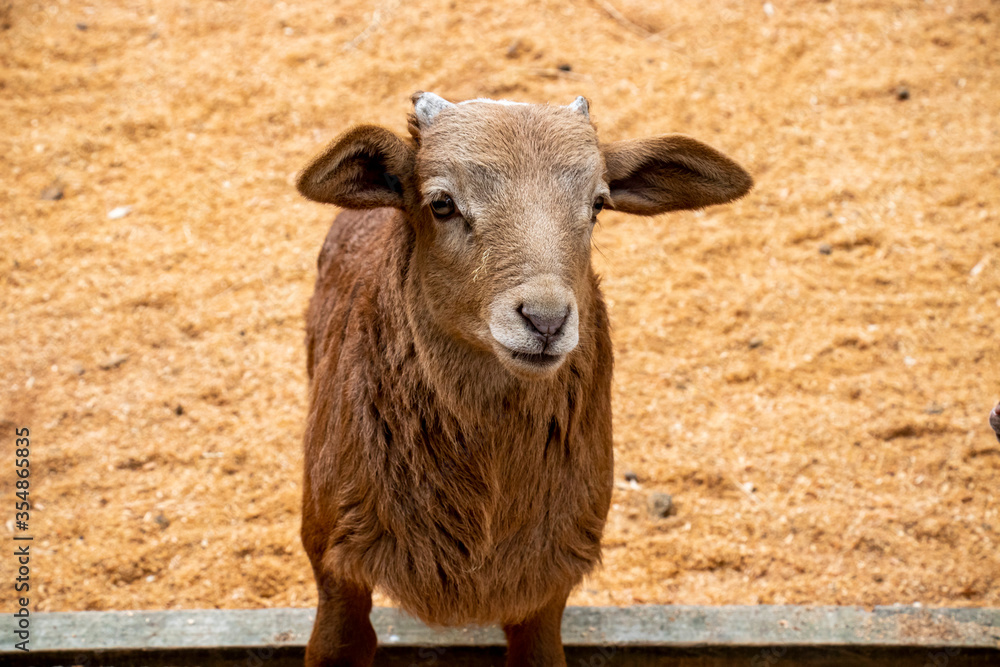 Damara Sheep with blurred background in Christchurch Petting zoo in the south island of new zealand. Shallow depth of field.