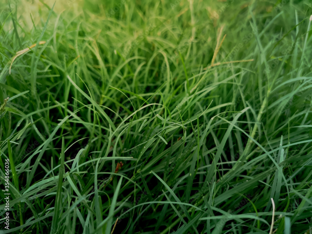 art abstract spring background or summer background with fresh grass art abstract spring background or summer background with fresh grass
