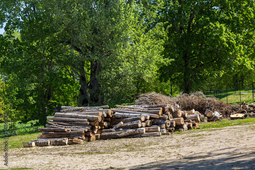 logging, sawing logs in the forest (logs stacked in a row)