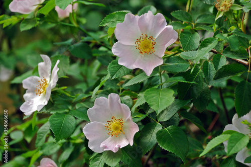 pink rosehip flowers on a background of green leaves on a rosehip bush