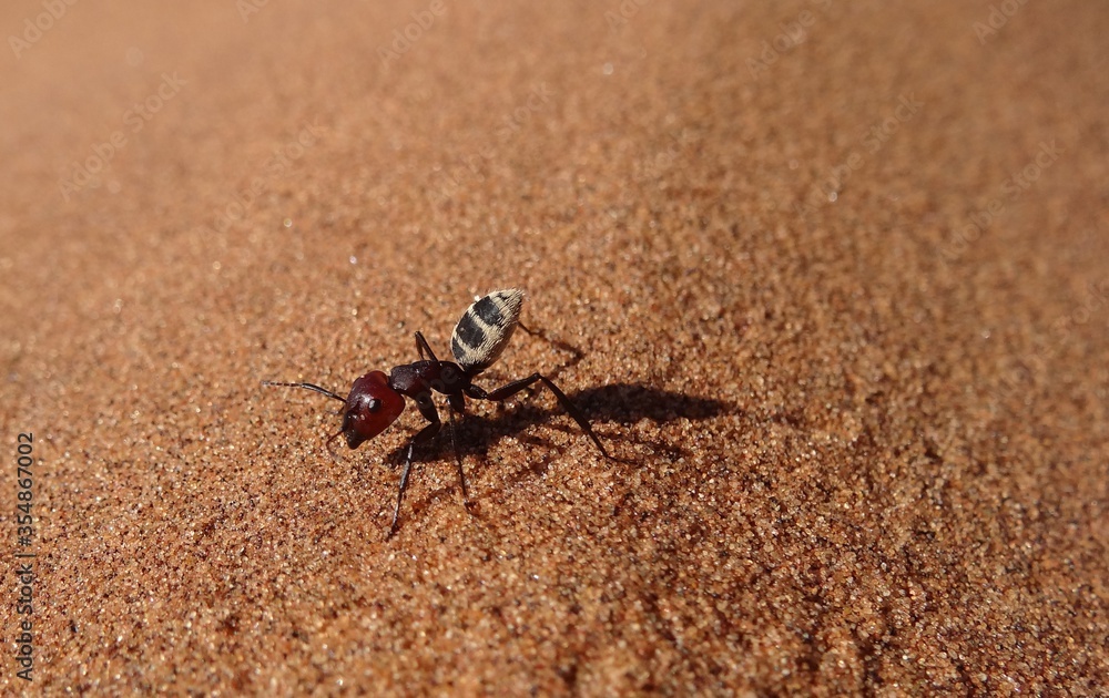 Namib Desert Dune Ant / Camponotus detritus on a High Dune Ridge, Sossusvlei, Namibia