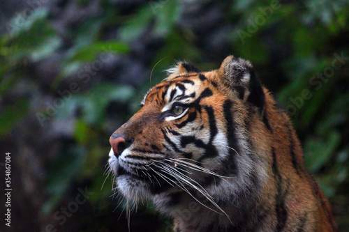 Sumatran tiger   Panthera tigris sumatrae  portrait.