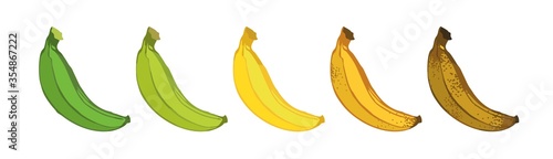 Set of five bananas of varying degrees of maturity hand-drawn isolated on white. Banner concept of a banana ripeness stage. Symbols of ripening fruit for packaging design. Cartoon vector illustration.