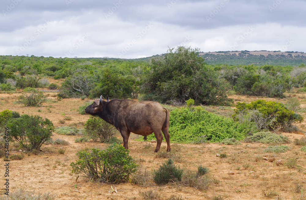 Kaffernbüffel im Naturreservat im National Park Südafrika Kaffernbüffel im Naturreservat im National Park Südafrika