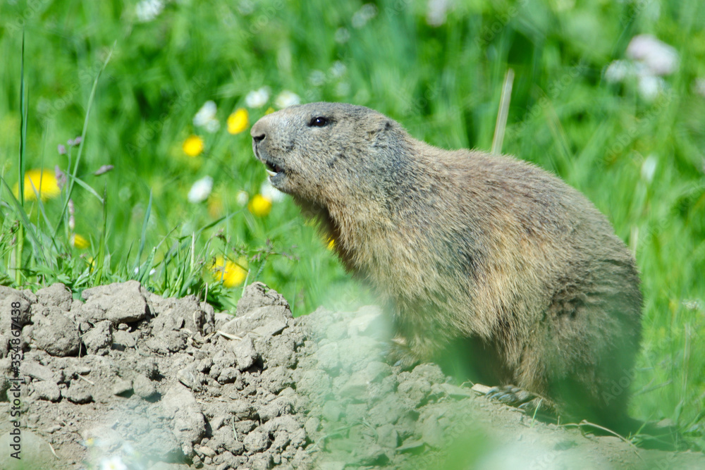 Alpenmurmeltier (Marmota marmota) Alpenmurmeltier (Marmota marmota)