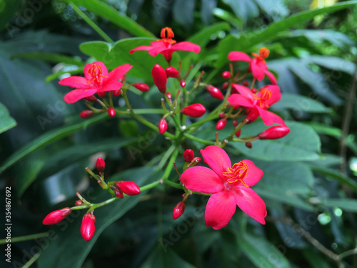 Background with a tropical plant with dark green leaves and bright pink flowers. Nature and flowers.