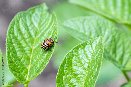 Colorado potato beetle intends to fly from green potato leaf