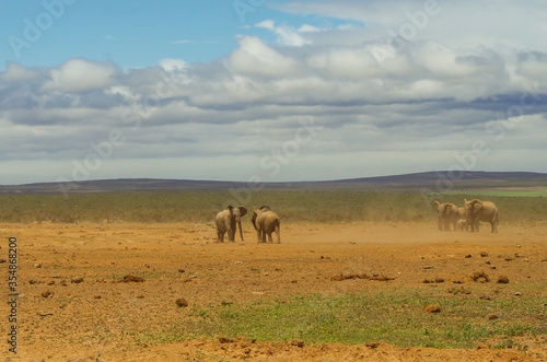 Elefanten im Naturreservat im National Park Südafrika