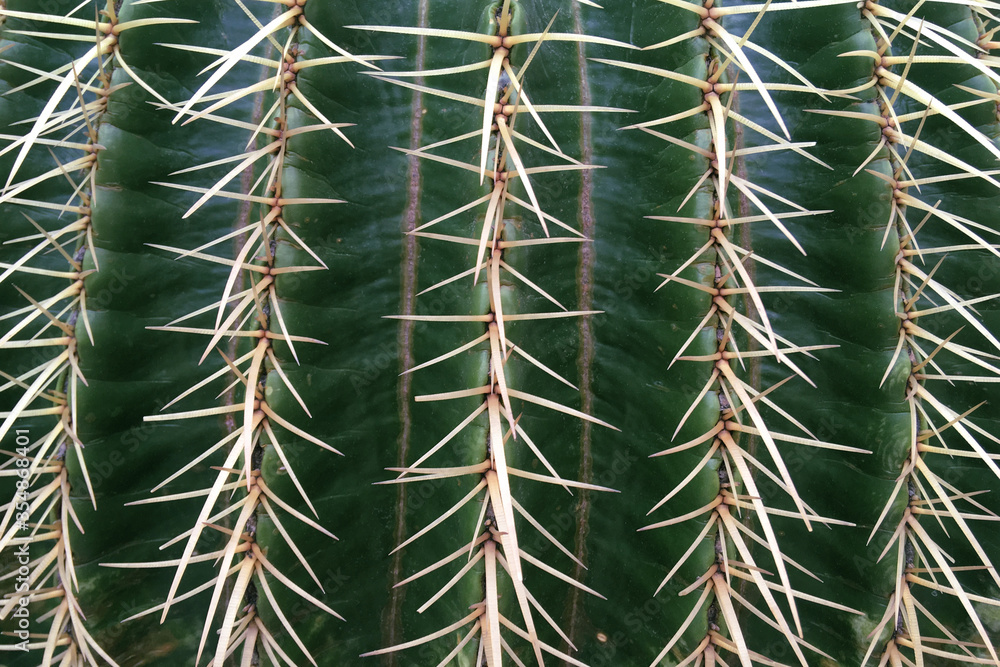 Background with green stem of cactus with long yellow thorns. Succulent in desert garden. Background with green stem of cactus with long yellow thorns. Succulent in desert garden.