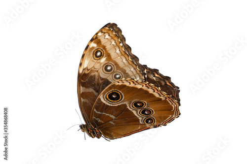butterfly isolated on white background © Lucía