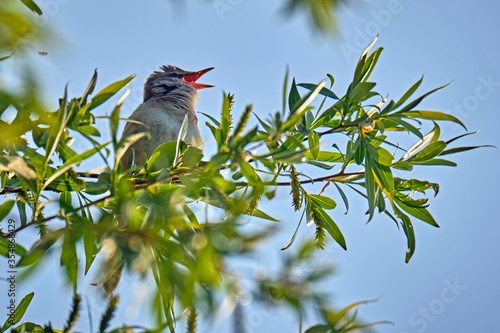 Drosselrohrsänger ( Acrocephalus arundinaceus ). photo