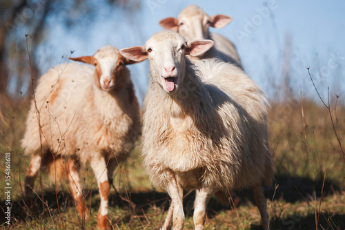 sheep 