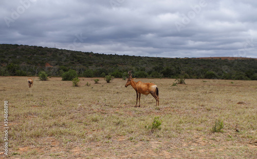 Kuhantilopen im Naturreservat im National Park Südafrika