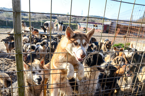 Photography Unwanted and homeless dogs barking in animal shelter