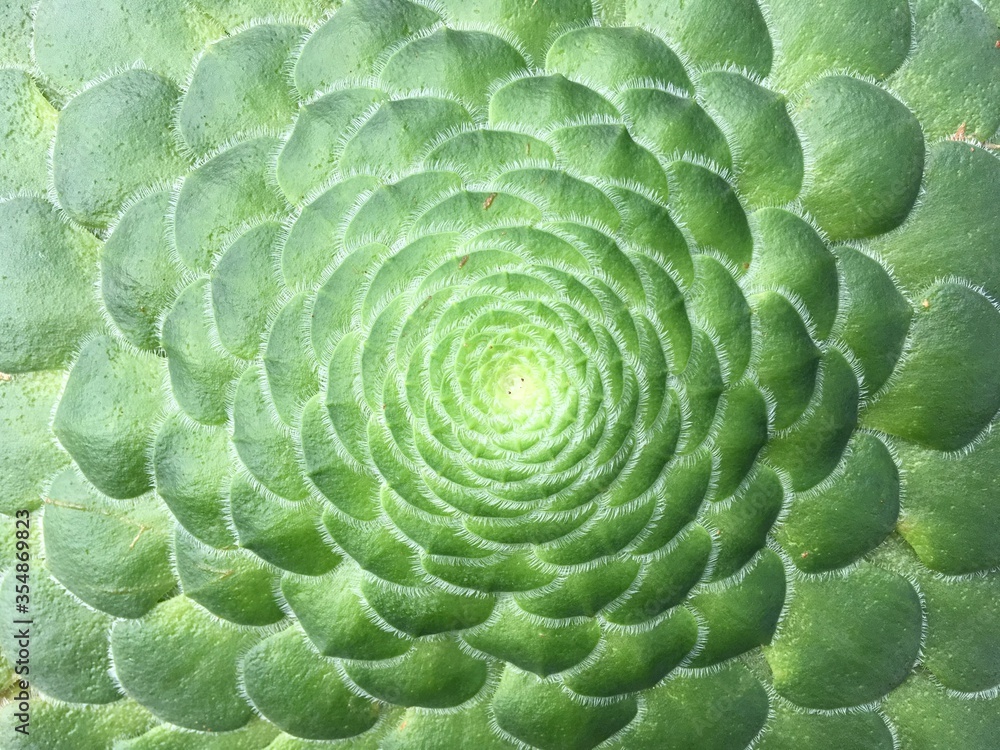 Aeonium. Succulent with short green leaves and radial rosette. Succulents, cacti and desert garden concepts. Aeonium. Succulent with short green leaves and radial rosette. Succulents, cacti and desert garden concepts.