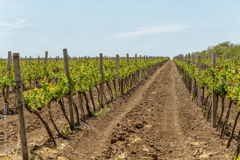 Young vineyard on a sunny spring day. Young plantation of a well-groomed vineyard at the beginning of flowering