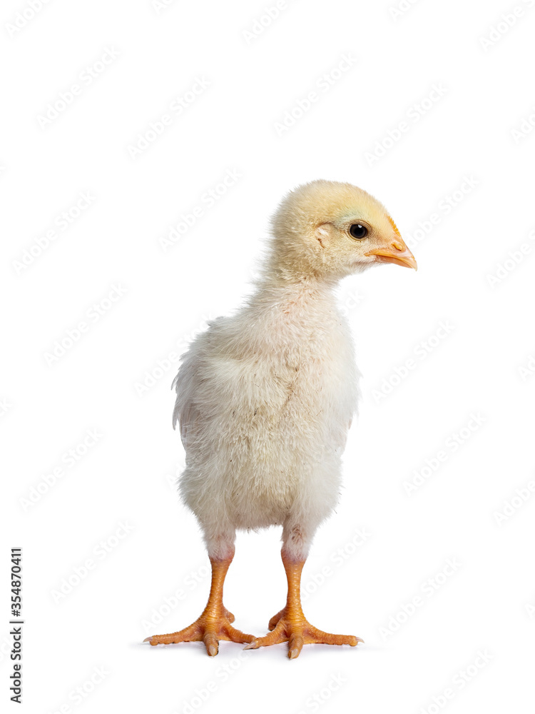 Cute yellow baby chick, standing up facing front Looking side ways. Isolated on white background. Cute yellow baby chick, standing up facing front Looking side ways. Isolated on white background.