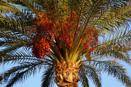Date palm. Crohn plants with fruits. Big green leaves.