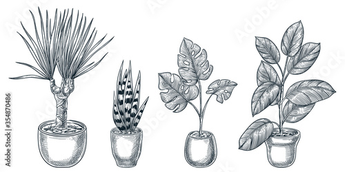 Home plants in pots. Vector hand drawn sketch illustration of potted houseplants. House room decoration design elements.