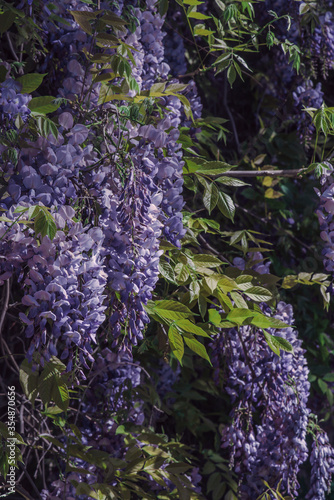 Flowering Wisteria plants background.