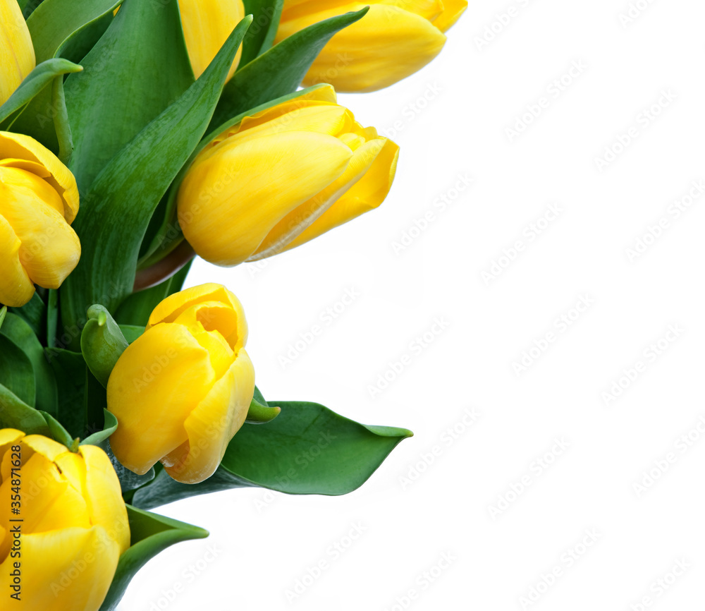 yellow tulips on white background yellow tulips on white background