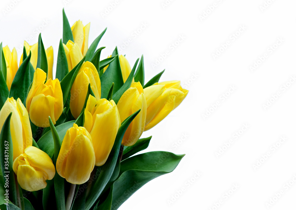 yellow tulips on white background yellow tulips on white background