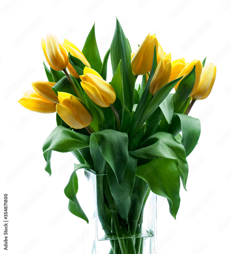 yellow tulips on white background yellow tulips on white background