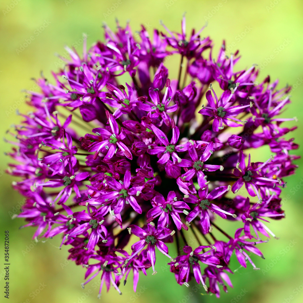 big head of purple allium flower. photo. spring big head of purple allium flower. photo. spring