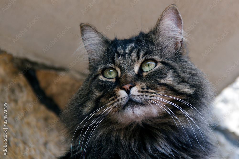 big striped cat or kitten. hunter. photo. pets